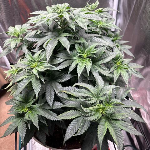 Petree growlog photo: Getting many more pistols have developed over the last few days. Debating on changing over to 12/12 to start flowering. 