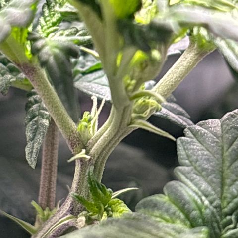 Petree growlog photo: Getting many more pistols have developed over the last few days. Debating on changing over to 12/12 to start flowering. 