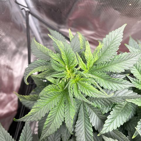 Petree growlog photo: Getting many more pistols have developed over the last few days. Debating on changing over to 12/12 to start flowering. 