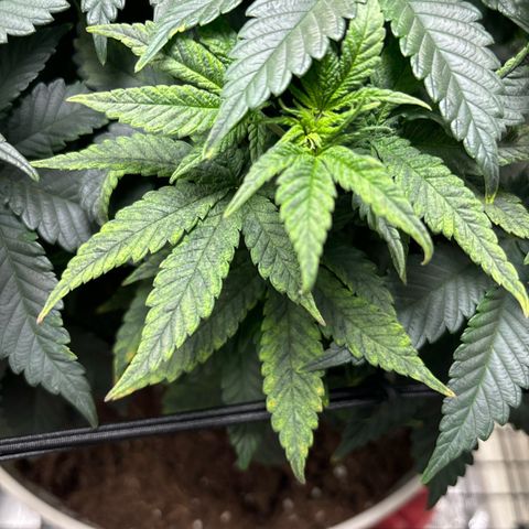 Petree growlog photo: Getting many more pistols have developed over the last few days. Debating on changing over to 12/12 to start flowering. 