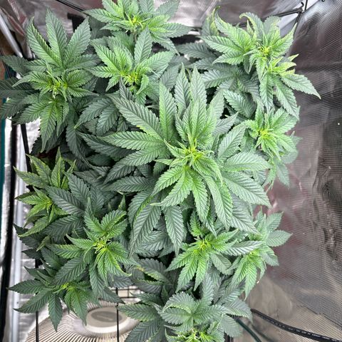 Petree growlog photo: Getting many more pistols have developed over the last few days. Debating on changing over to 12/12 to start flowering. 