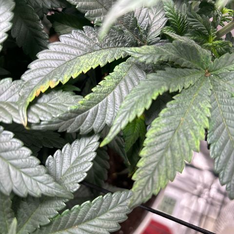 Petree growlog photo: Getting many more pistols have developed over the last few days. Debating on changing over to 12/12 to start flowering. 