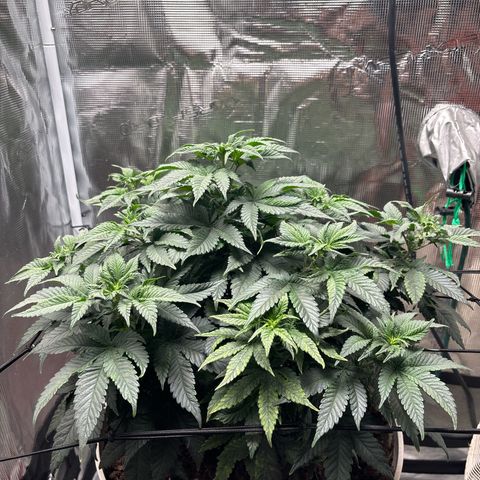 Petree growlog photo: Getting many more pistols have developed over the last few days. Debating on changing over to 12/12 to start flowering. 