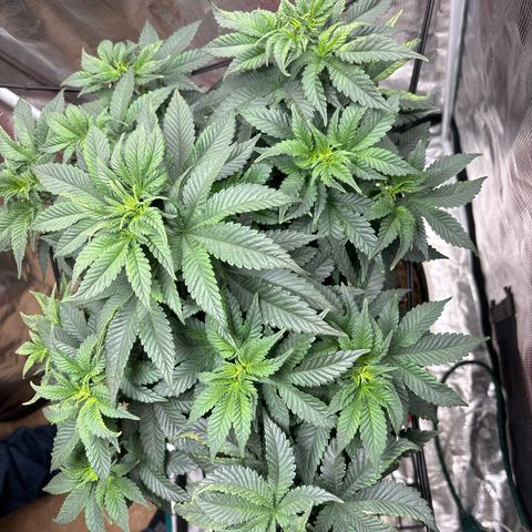 Petree growlog photo: Getting many more pistols have developed over the last few days. Debating on changing over to 12/12 to start flowering. 