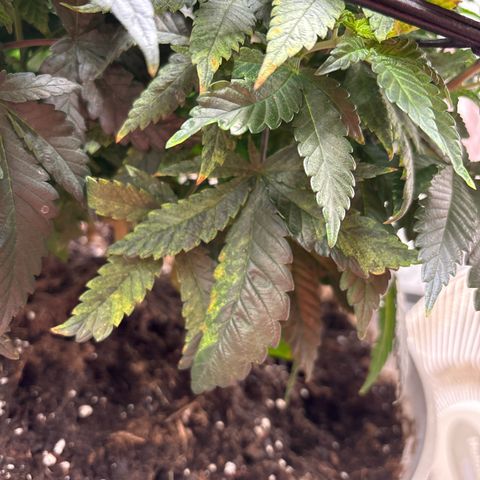 Petree growlog photo: Lots of burn hoping it comes back from it and I stop giving nuitrence 