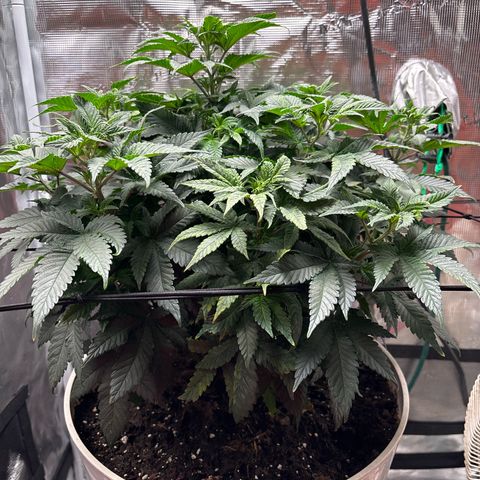 Petree growlog photo: Lots of burn hoping it comes back from it and I stop giving nuitrence 