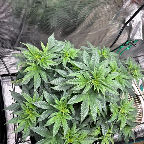 Petree growlog timeline photo