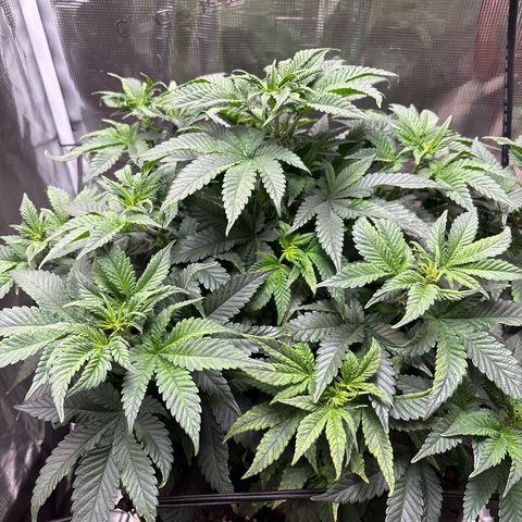 Petree growlog timeline photo