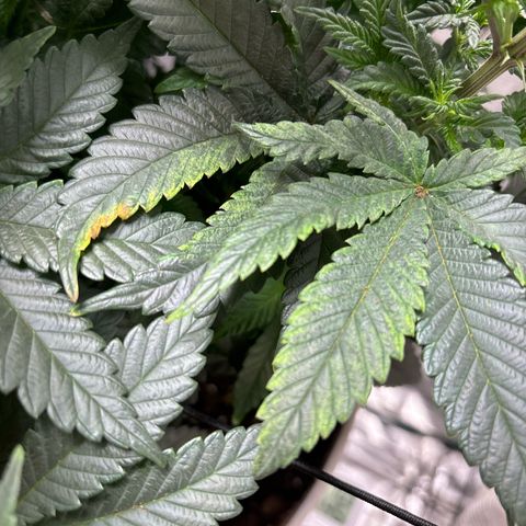 Petree growlog timeline photo