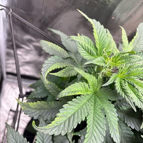 Petree growlog timeline photo