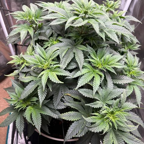 Petree growlog timeline photo