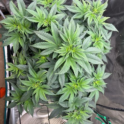 Petree growlog photo: Lots of burn hoping it comes back from it and I stop giving nuitrence 