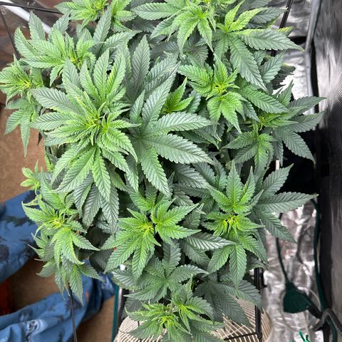 Petree growlog timeline photo