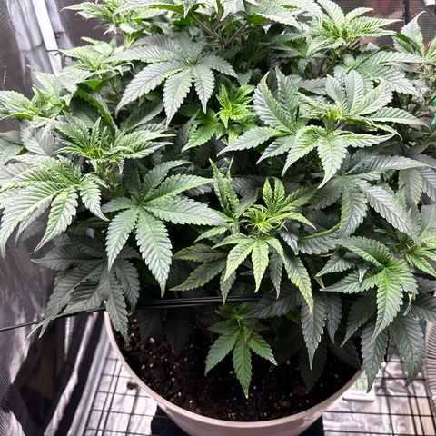 Petree growlog photo: Change today 12.12