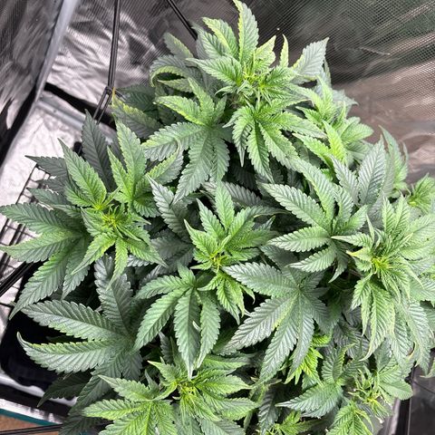 Petree growlog photo: Change today 12.12