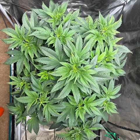 Petree growlog photo: Change today 12.12