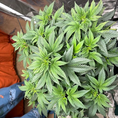 Petree growlog photo: Change today 12.12