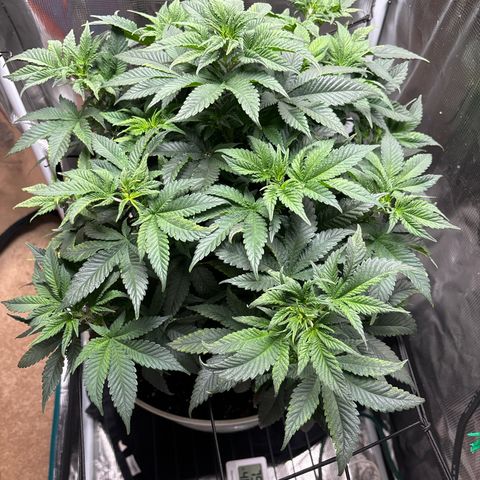 Petree growlog photo: Change today 12.12
