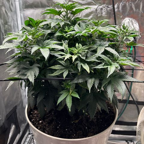 Petree growlog photo: Change today 12.12