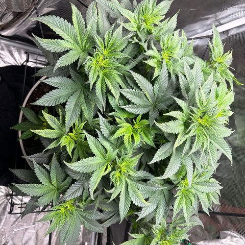 Petree growlog photo: Can’t water today
