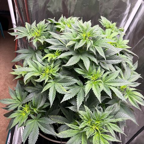 Petree growlog photo: Can’t water today