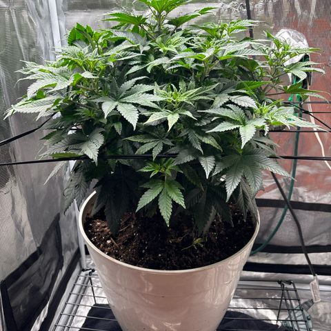 Petree growlog photo: Can’t water today