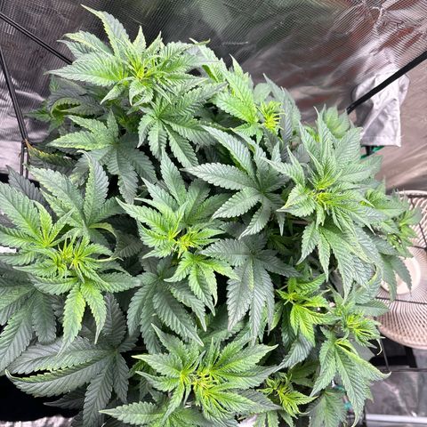 Petree growlog photo: Can’t water today