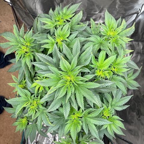 Petree growlog photo: Can’t water today