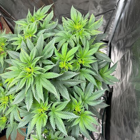 Petree growlog photo: Can’t water today