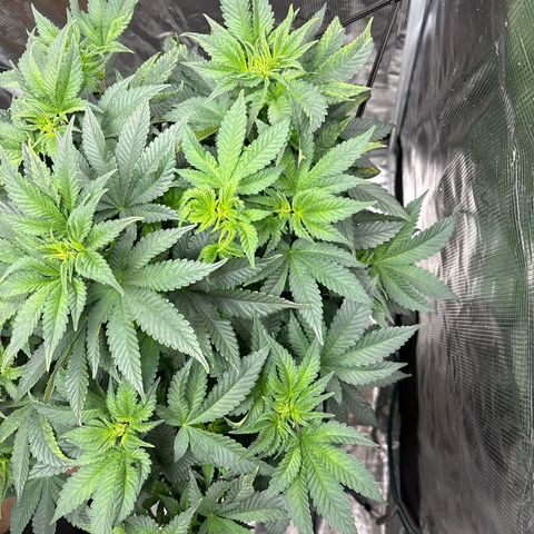 Petree growlog photo: Plant is thriving after changing to 12/12