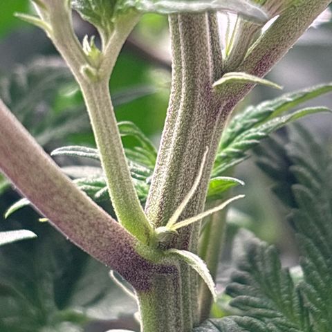 Petree growlog photo: Plant is thriving after changing to 12/12