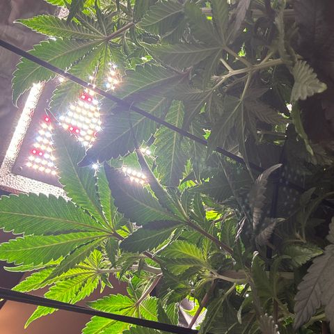 Petree growlog photo: Plant is thriving after changing to 12/12
