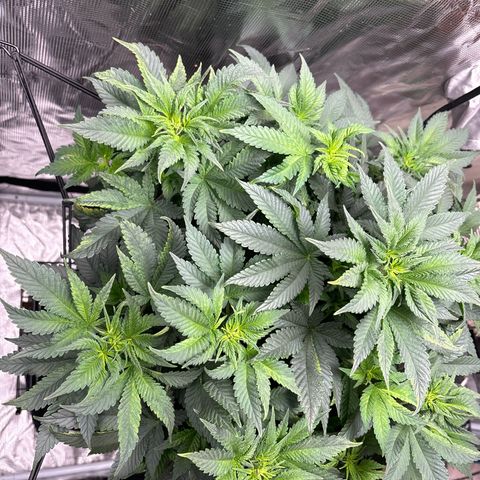 Petree growlog photo: Plant is thriving after changing to 12/12
