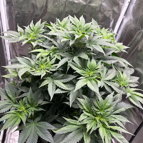 Petree growlog photo: Plant is thriving after changing to 12/12