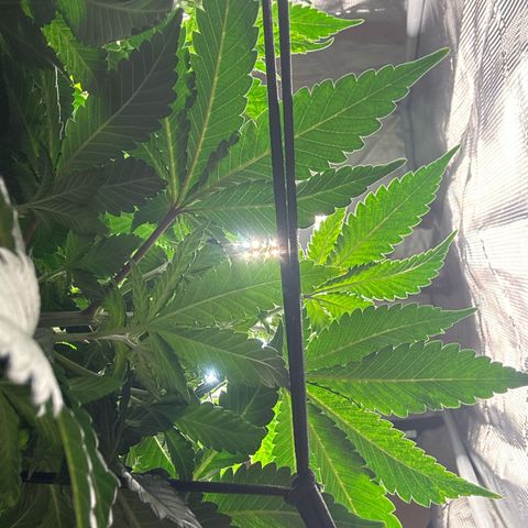 Petree growlog photo: Plant is thriving after changing to 12/12