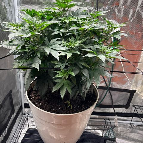 Petree growlog photo: Plant is thriving after changing to 12/12