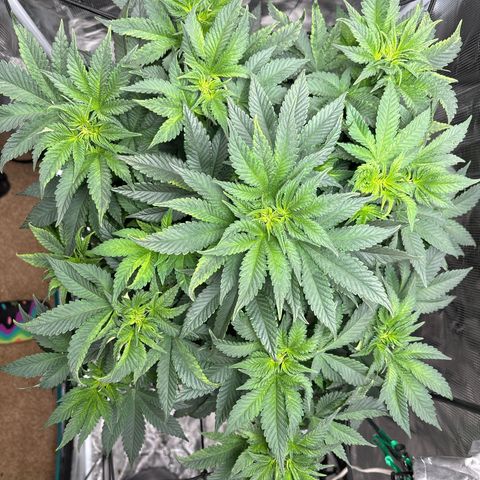 Petree growlog photo: Plant is thriving after changing to 12/12