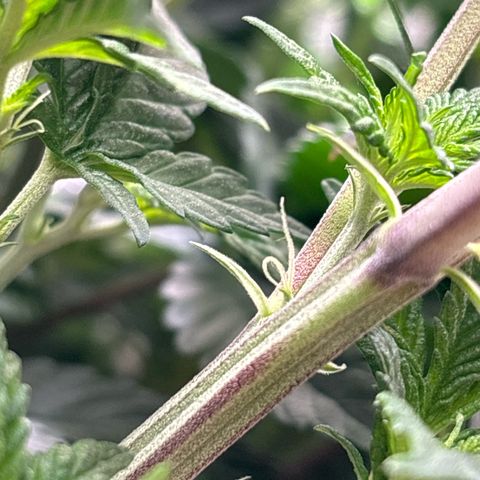 Petree growlog photo: Plant is thriving after changing to 12/12