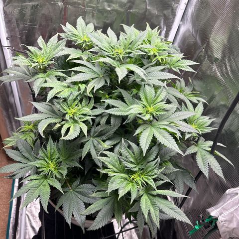 Petree growlog timeline photo
