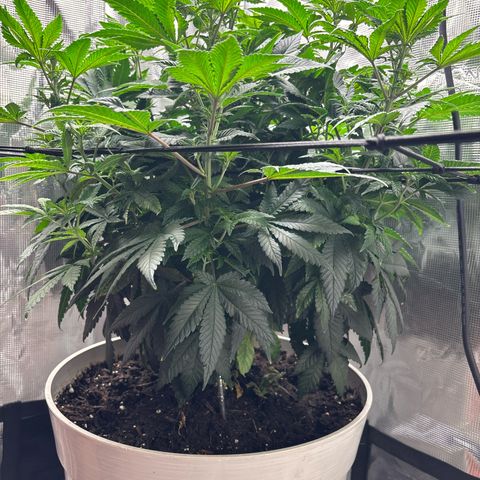 Petree growlog timeline photo