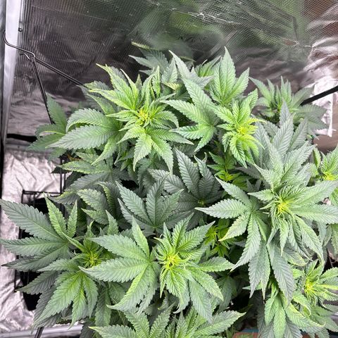 Petree growlog timeline photo