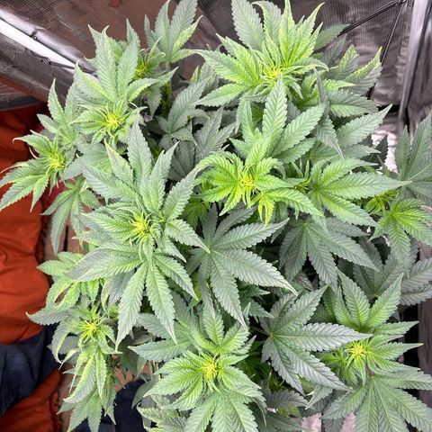 Petree growlog timeline photo