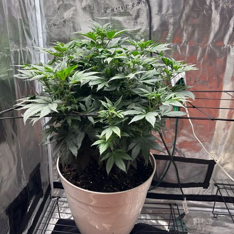 Petree growlog photo: Holy shit lol massive growth in two days 