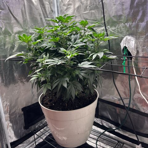Petree growlog timeline photo
