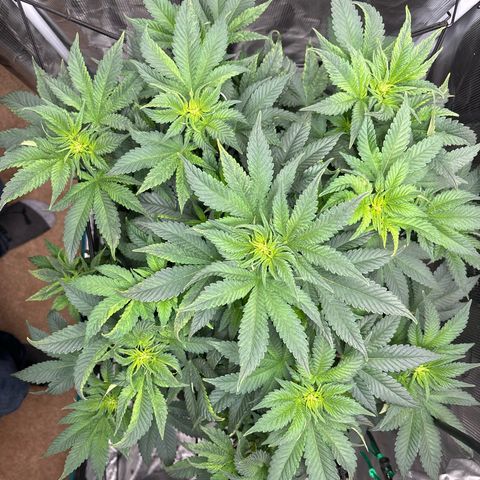 Petree growlog timeline photo