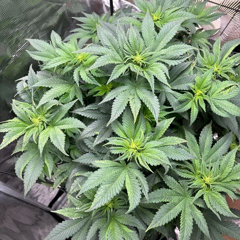 Petree growlog photo: Growing an inch about every two days 