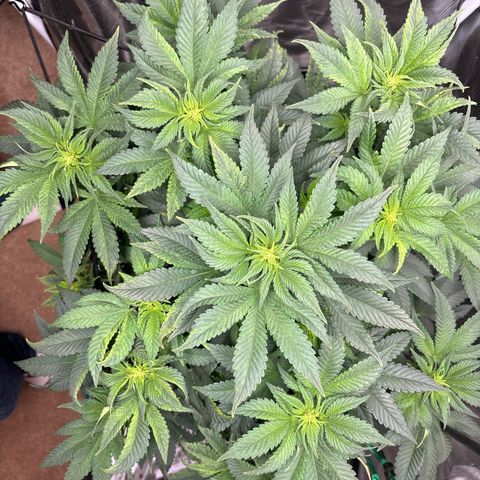 Petree growlog photo: Growing an inch about every two days 