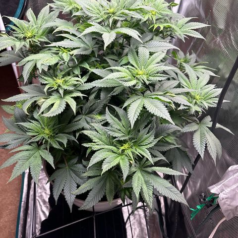 Petree growlog photo: Growing an inch about every two days 
