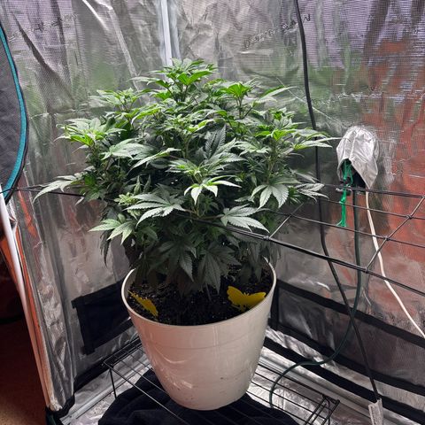 Petree growlog photo: Growing an inch about every two days 