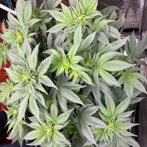 Petree growlog photo: Growing an inch about every two days 
